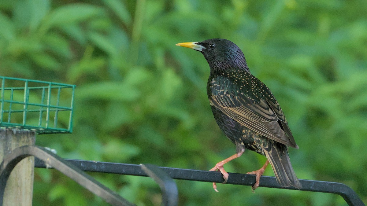 European Starling - Robert Howard