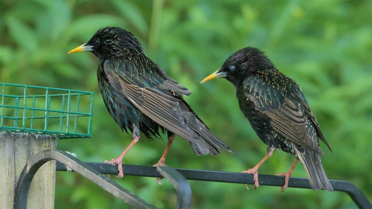 European Starling - Robert Howard