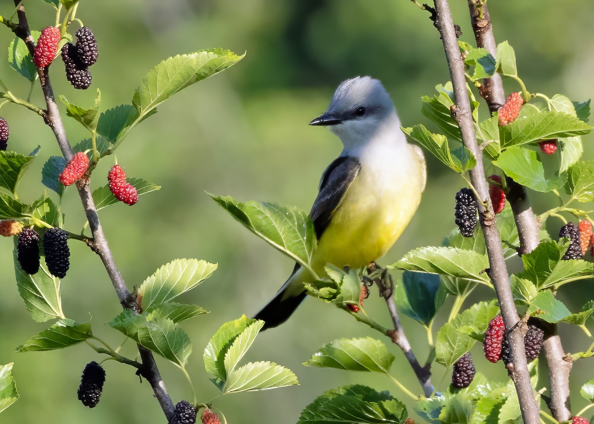 Western Kingbird - Jim Guyton