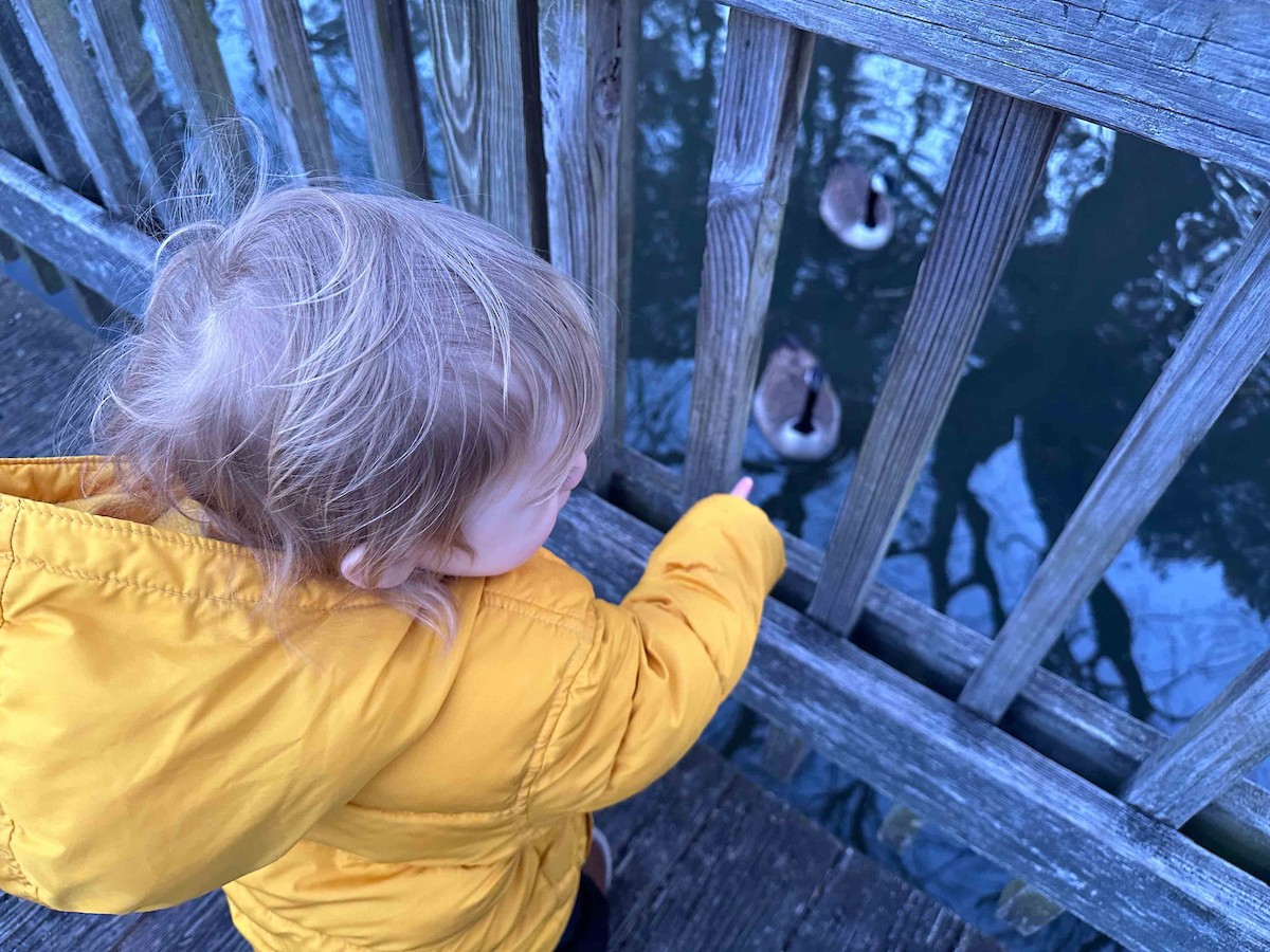 Canada Goose - ML619395416