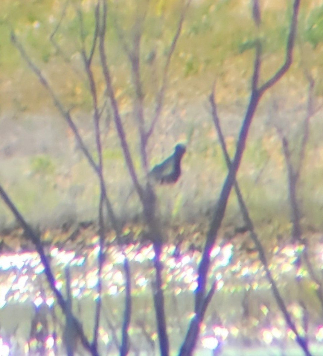 Black-bellied Plover - ML619395419