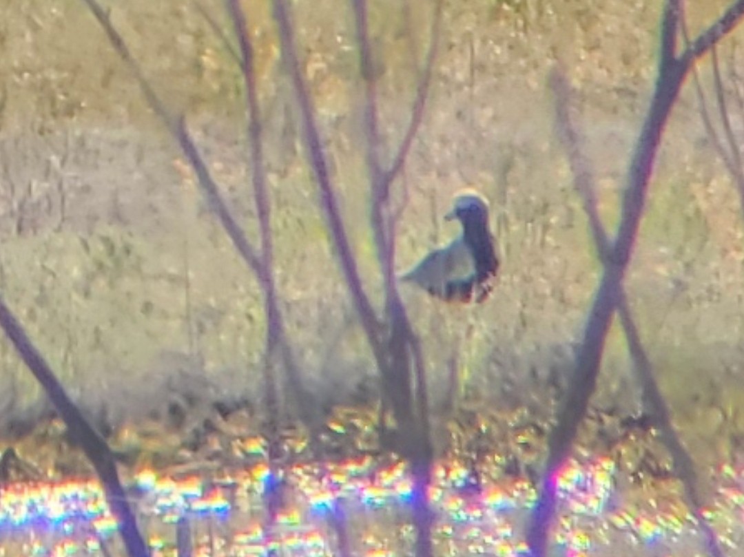 Black-bellied Plover - ML619395420