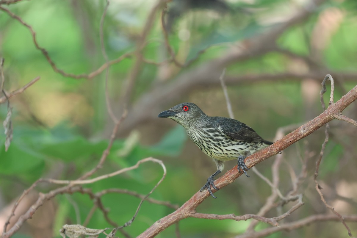 Asian Glossy Starling - Chi-Hsuan Shao