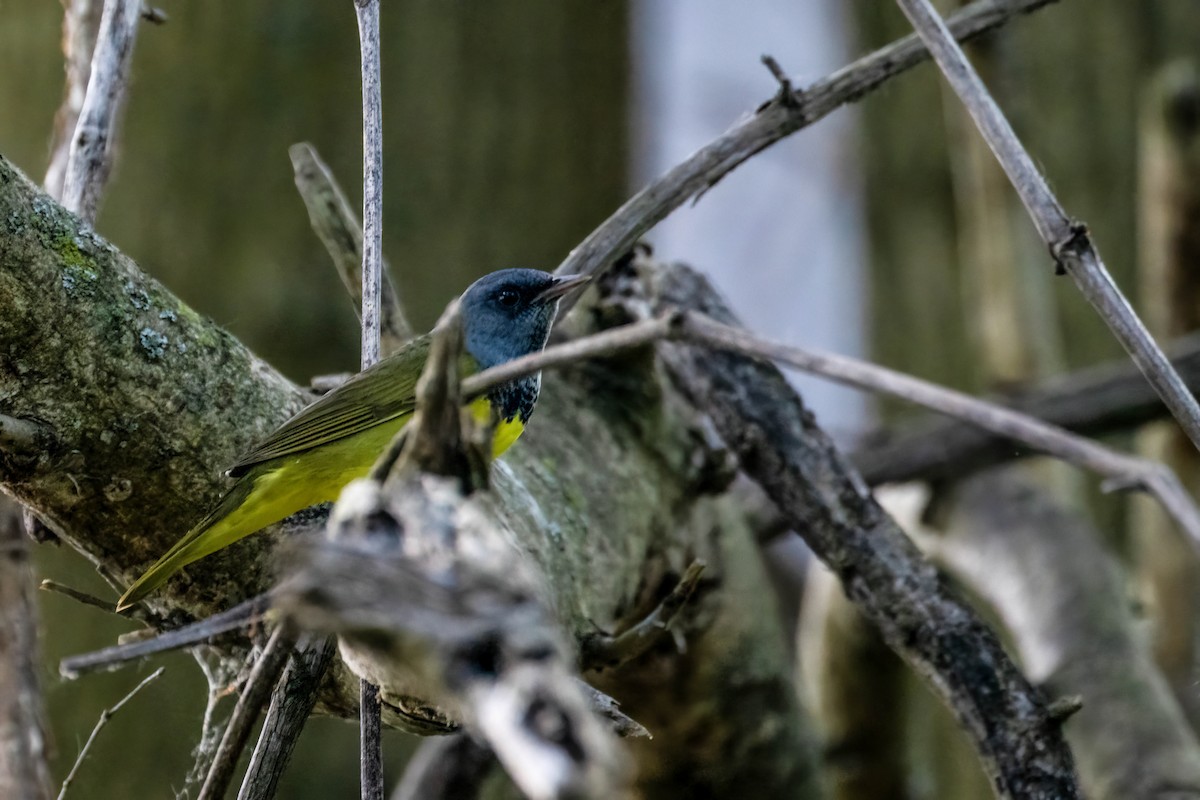 Mourning Warbler - Gustino Lanese