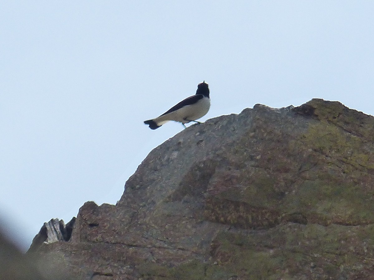 Atlas Wheatear - Jorge López Álvarez