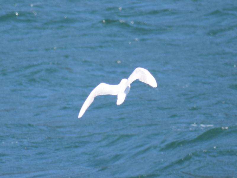 Brown-hooded Gull - Felipe Undurraga