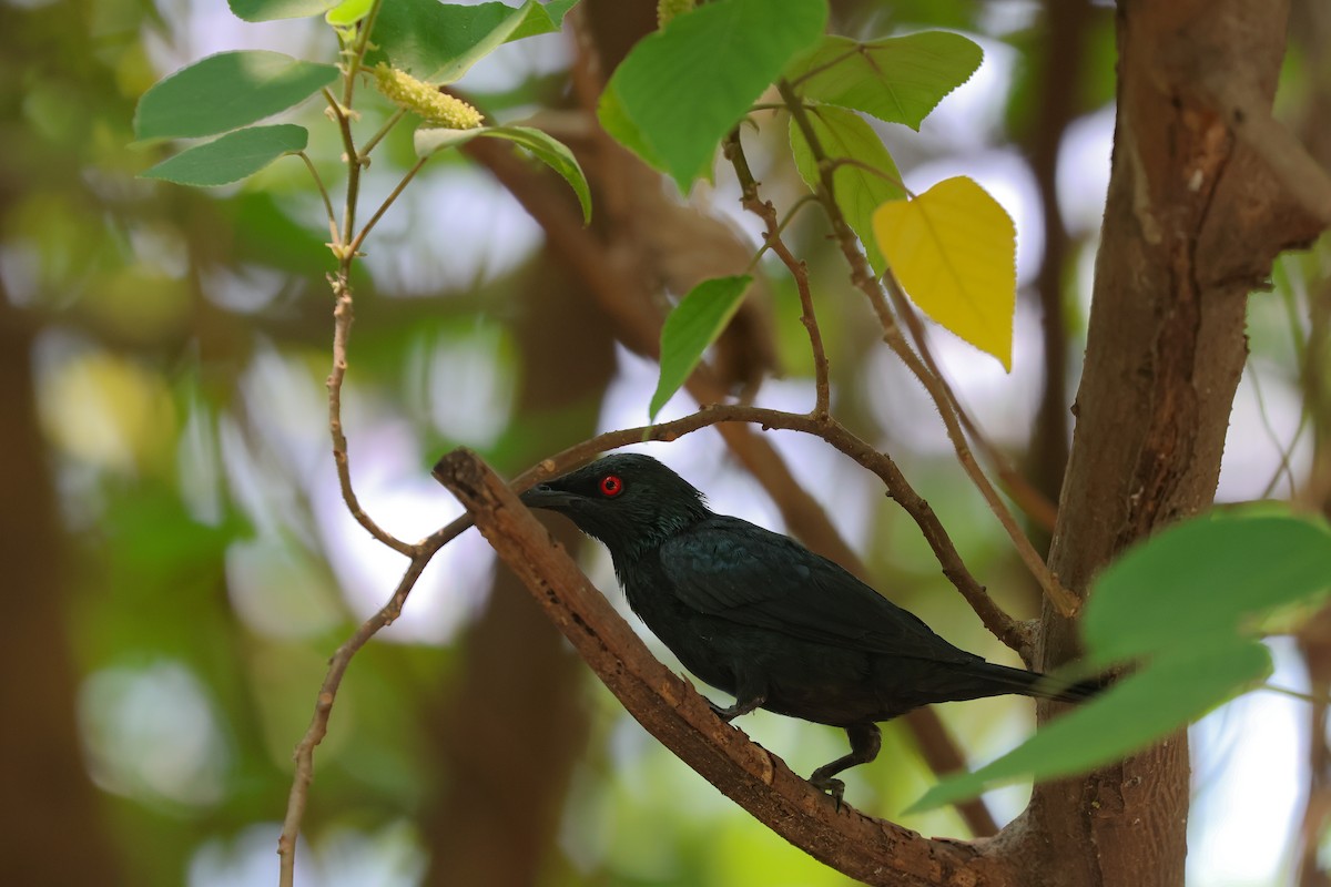 Asian Glossy Starling - Chi-Hsuan Shao