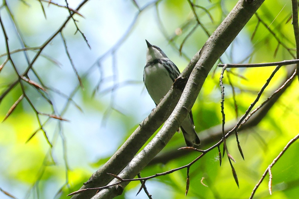 Cerulean Warbler - Denis Tétreault