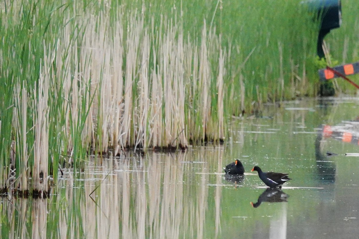 Common Gallinule - Patricia Bishop Turner