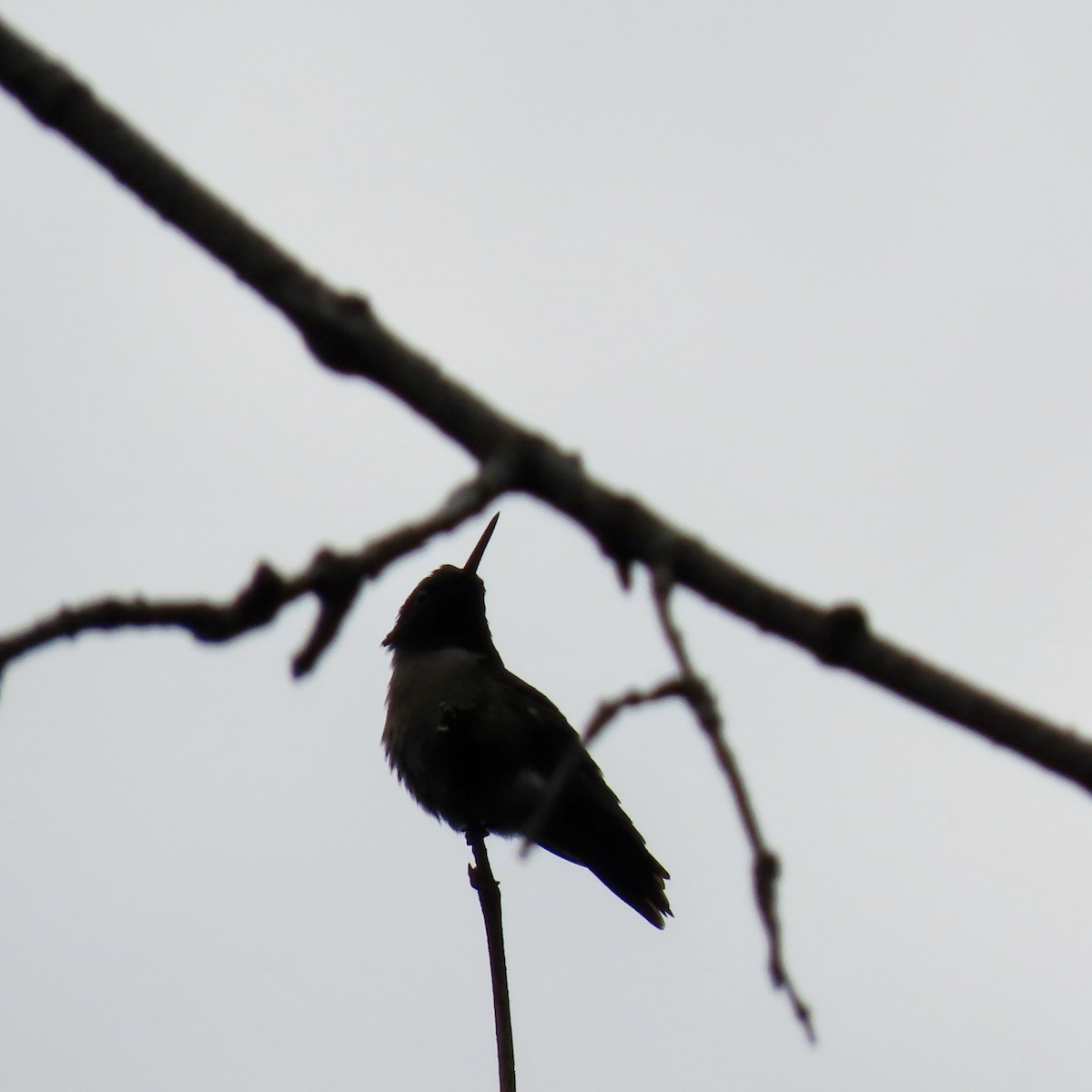 Ruby-throated Hummingbird - ML619395486