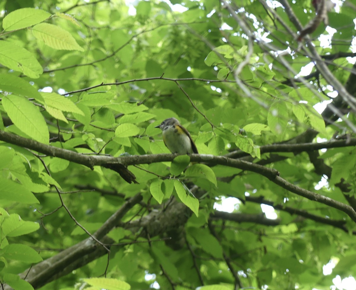 American Redstart - Harriet Bell