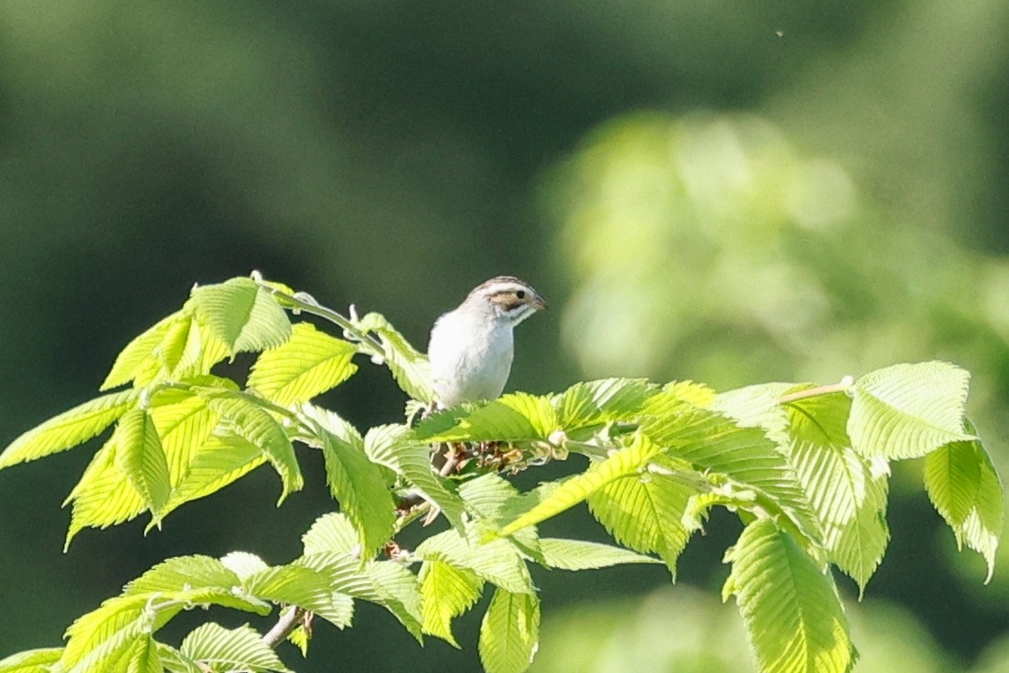 Clay-colored Sparrow - Denis Tétreault