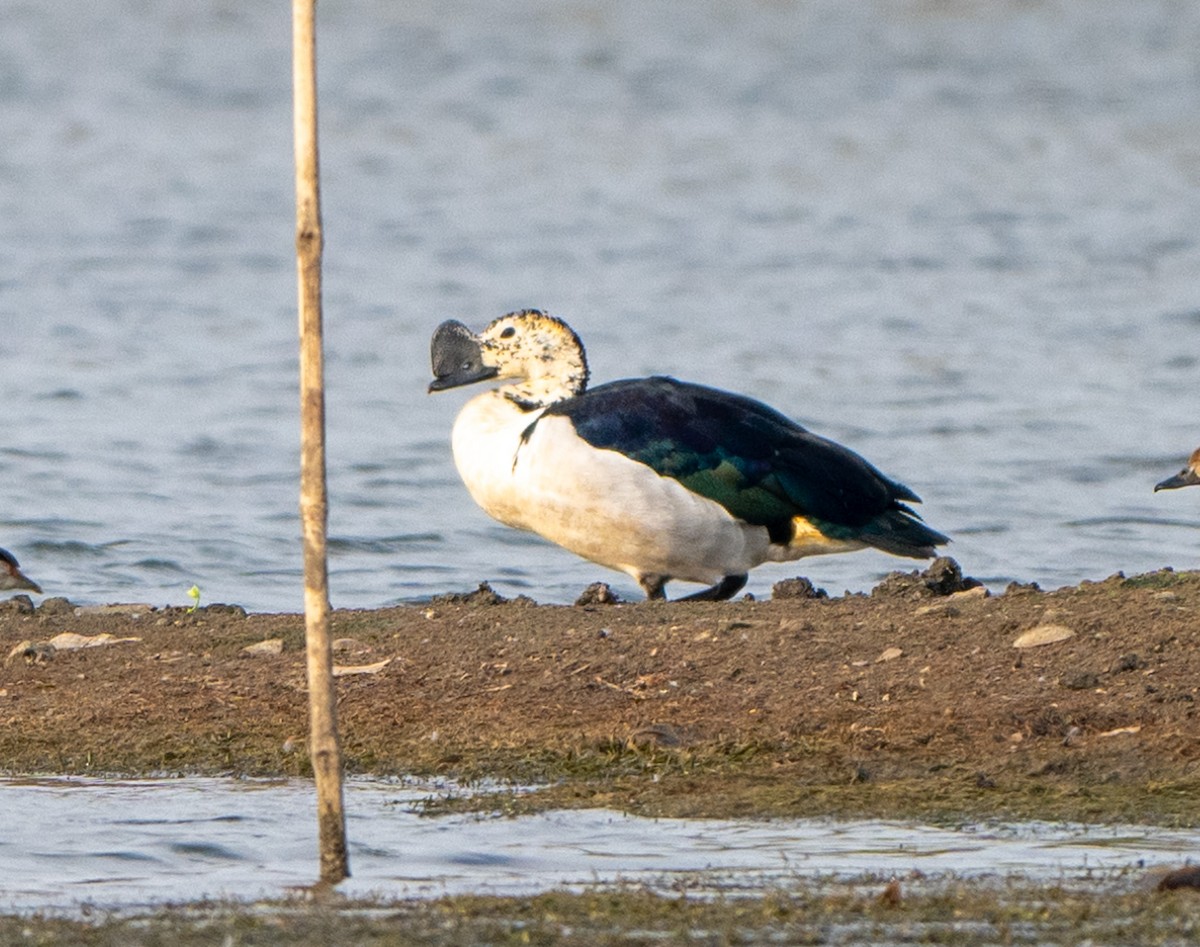Knob-billed Duck - Jagdish Jatiya