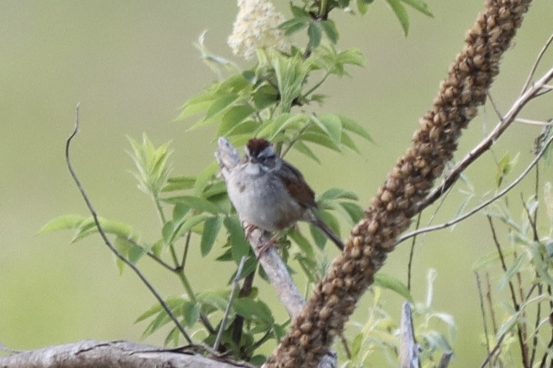 Swamp Sparrow - Rosemary Clapham