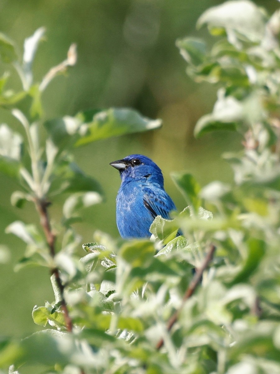 Indigo Bunting - Denis Tétreault