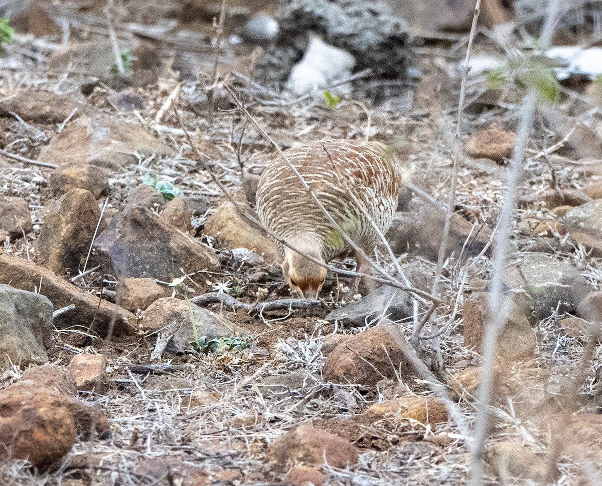 Gray Francolin - Jagdish Jatiya