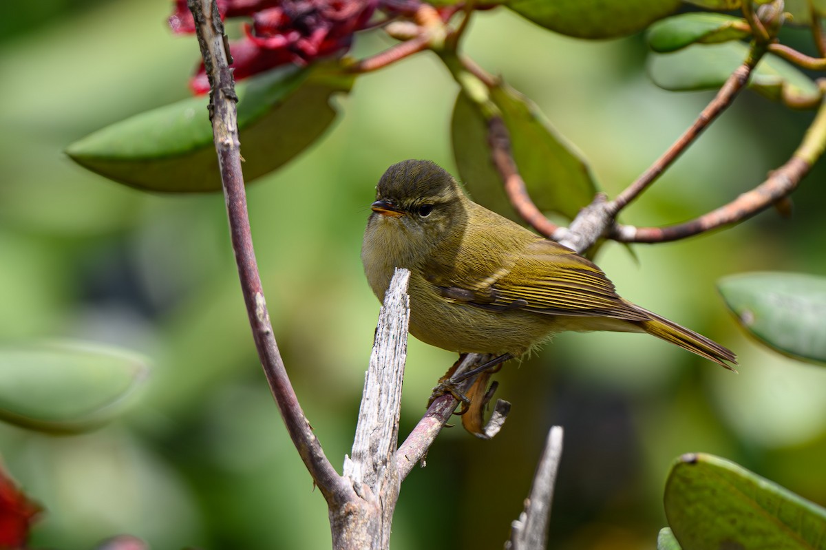 Mosquitero Picudo - ML619395527