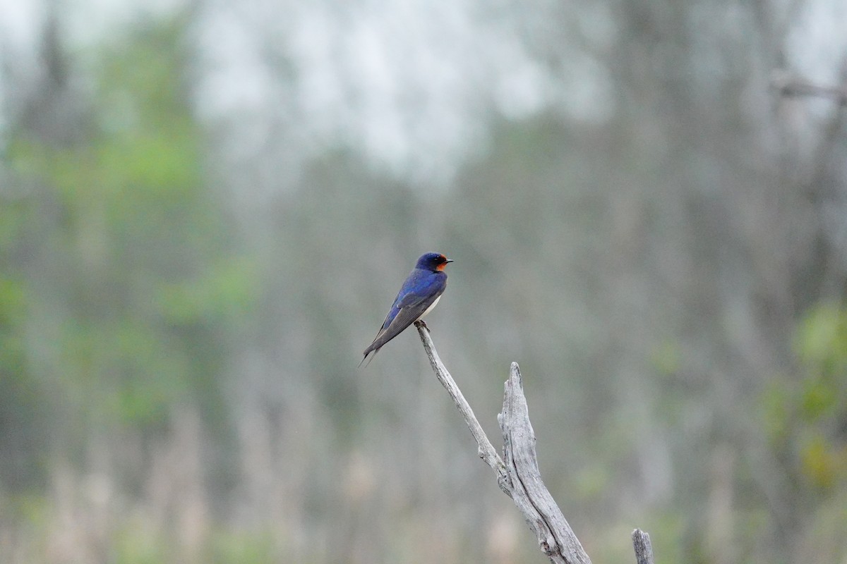 Barn Swallow - Patricia Bishop Turner