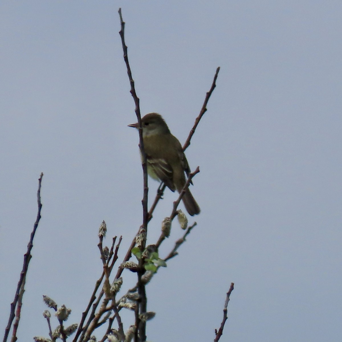 Willow Flycatcher - ML619395534