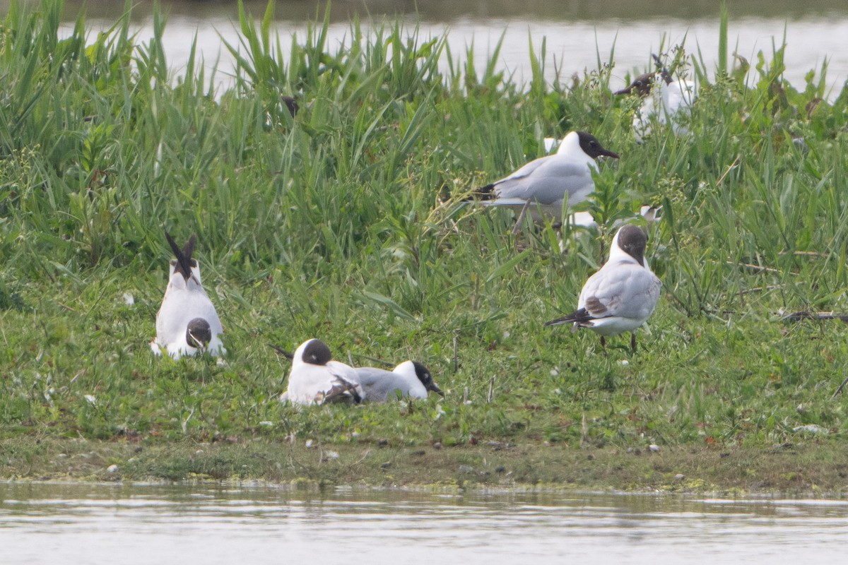 Black-headed Gull - Guido Van den Troost