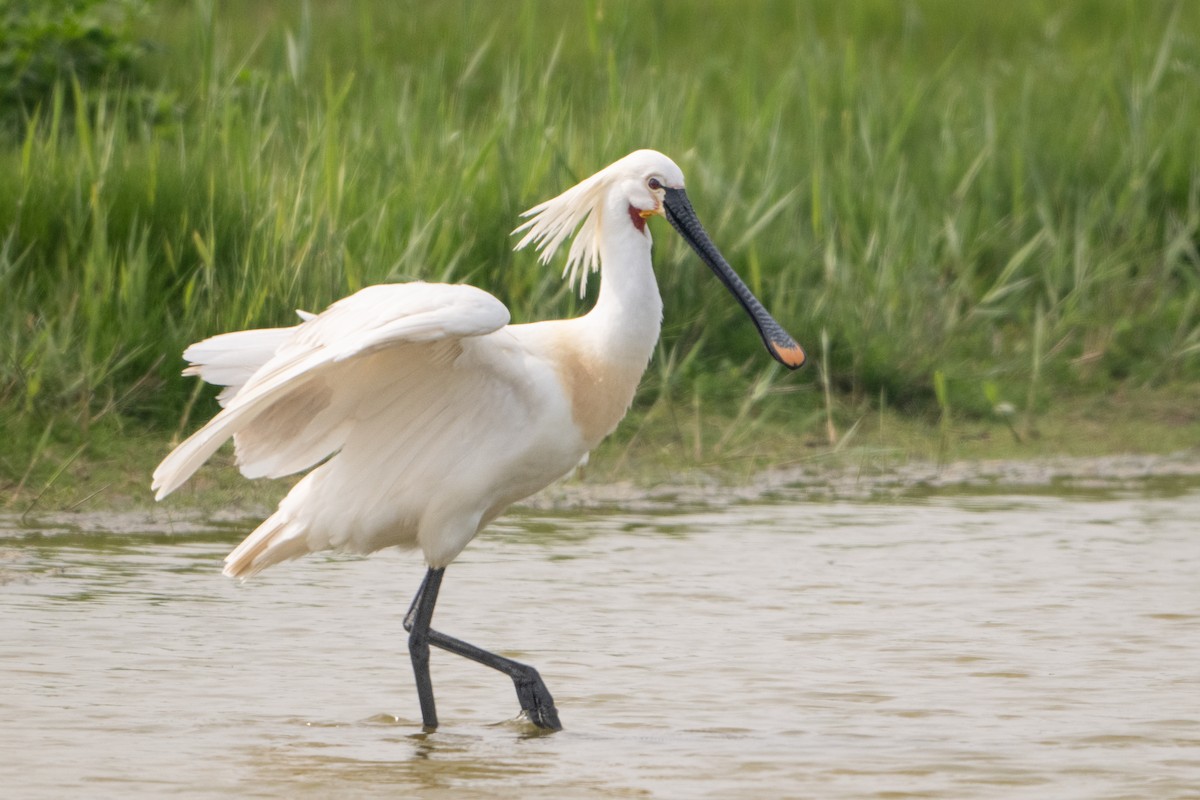 Eurasian Spoonbill - Guido Van den Troost