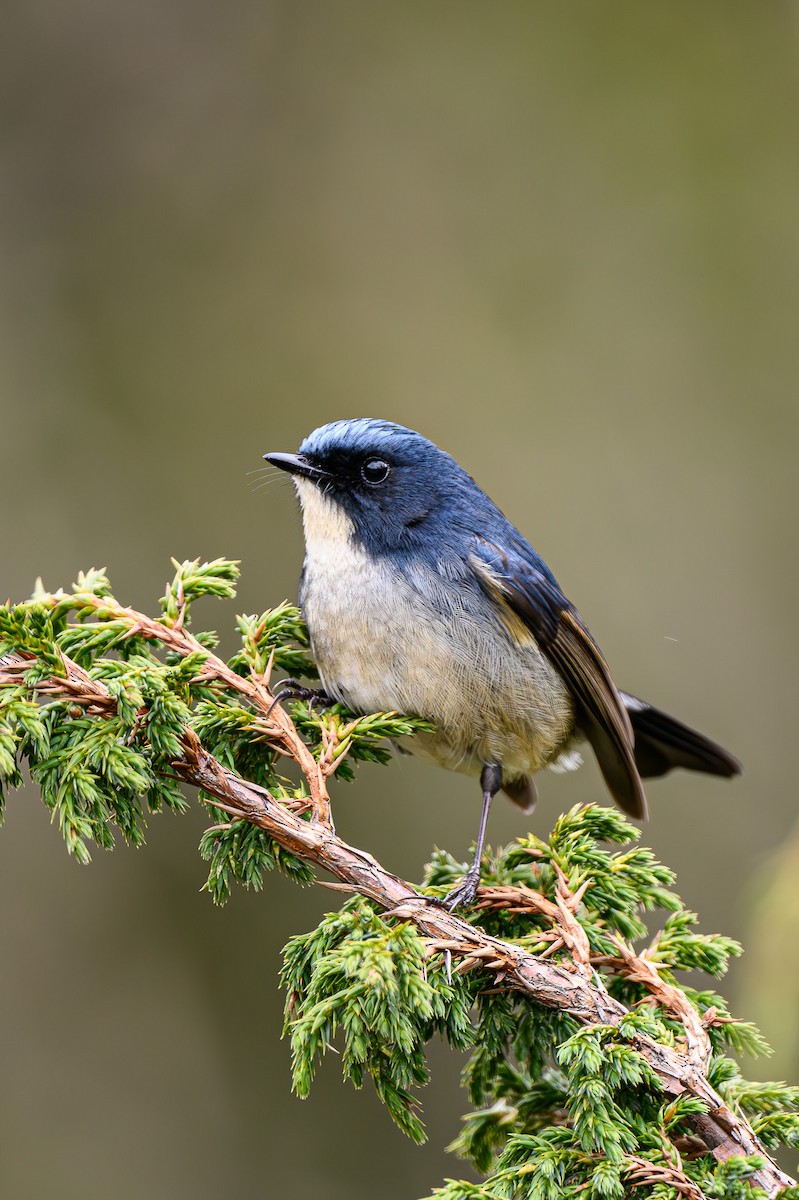 Slaty-blue Flycatcher - ML619395570