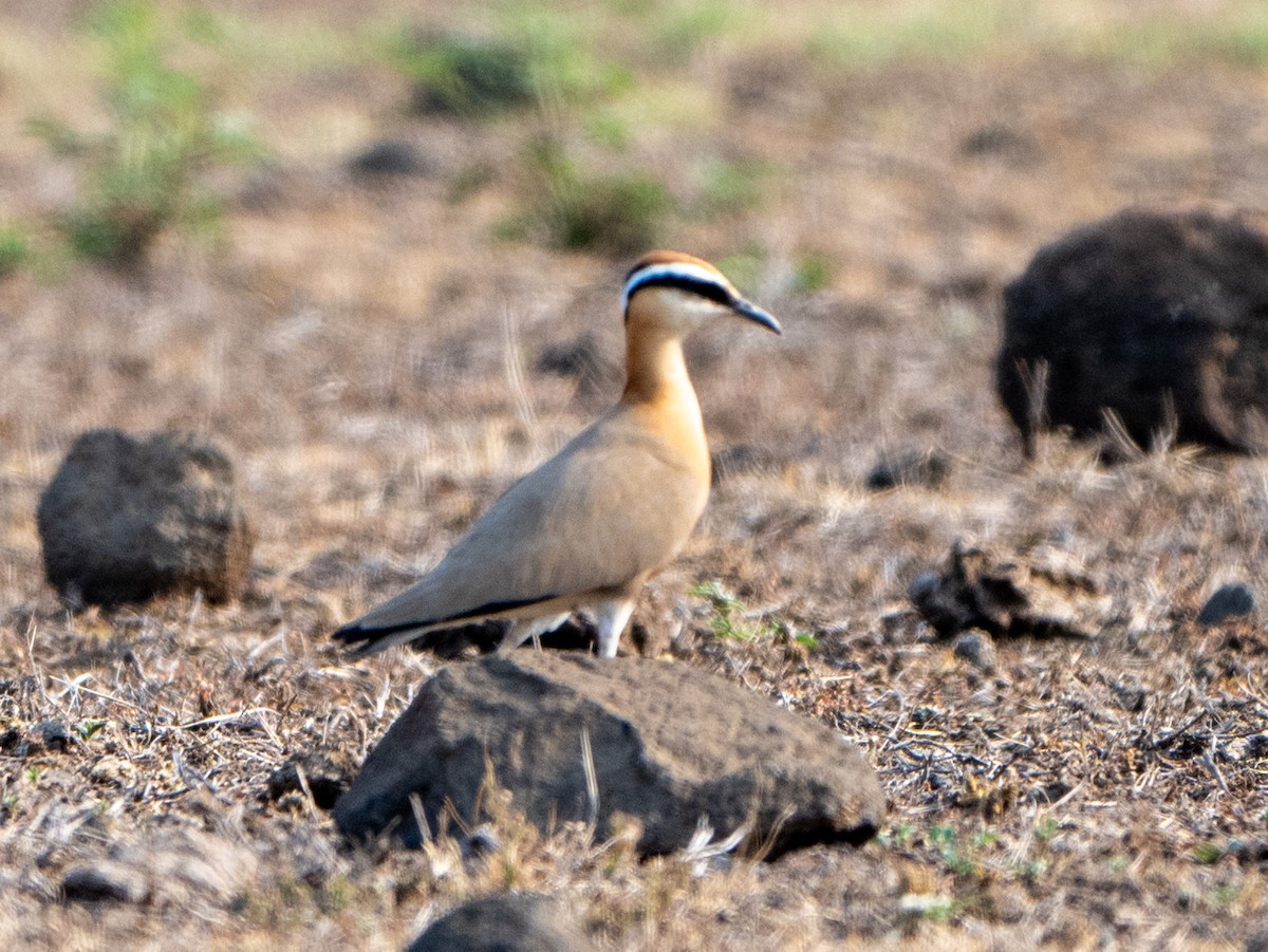 Indian Courser - Jagdish Jatiya