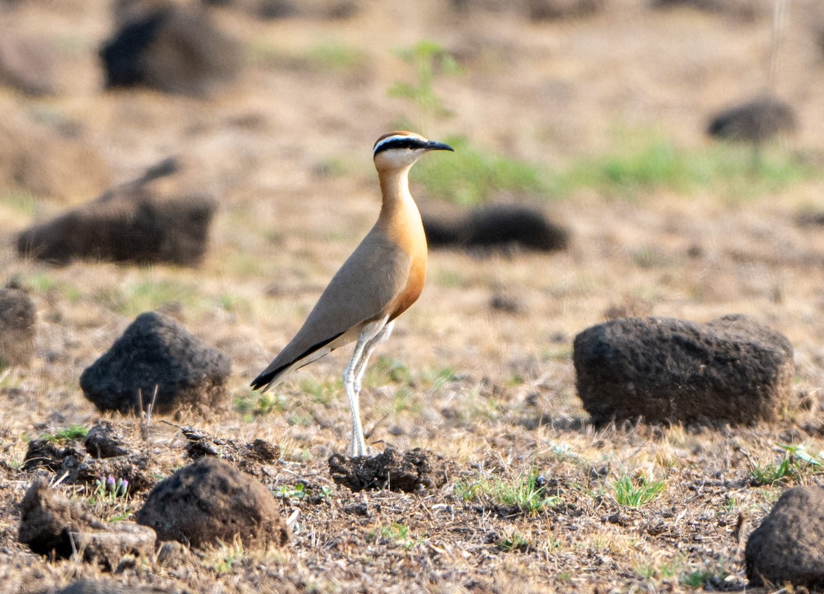 Indian Courser - Jagdish Jatiya