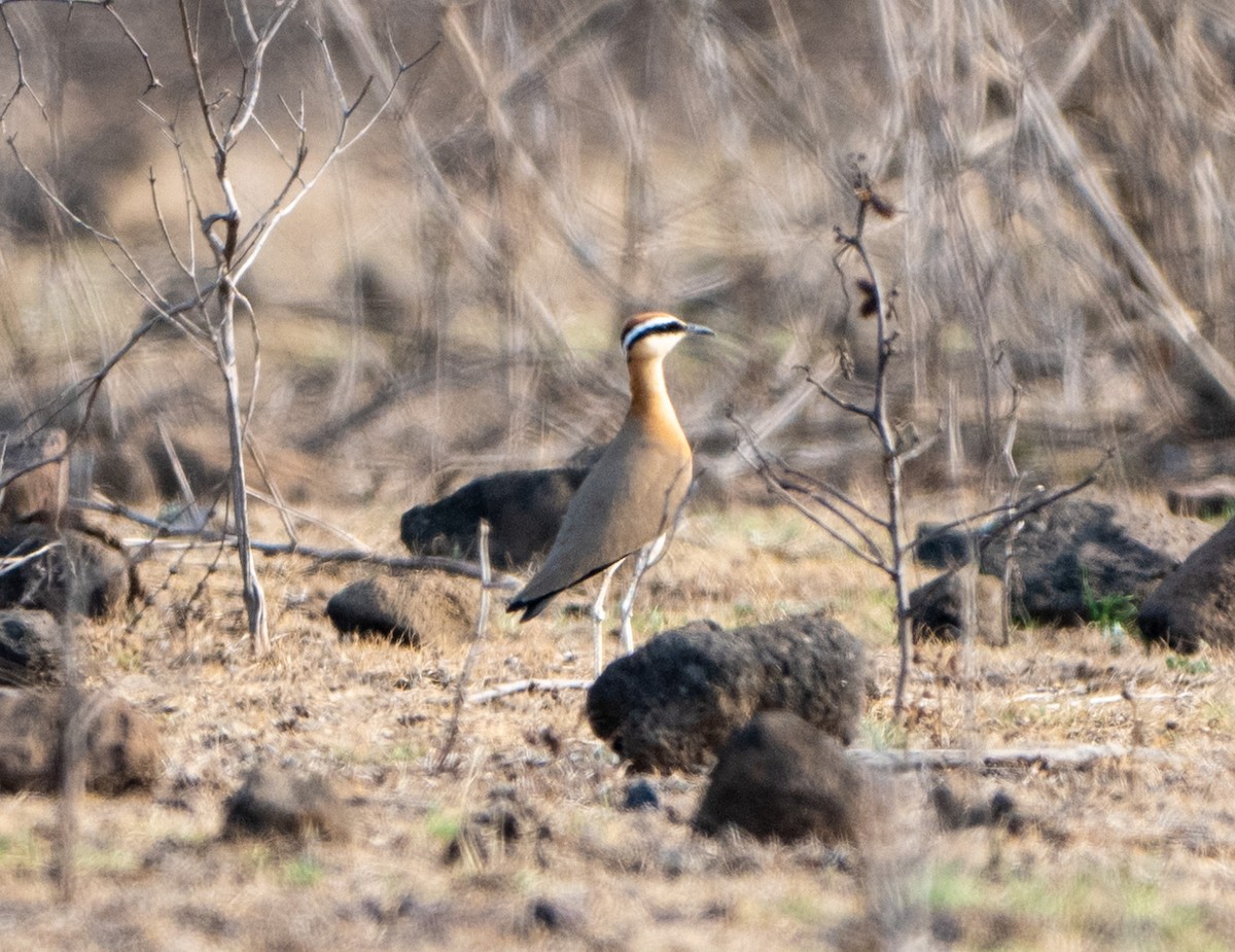 Indian Courser - Jagdish Jatiya