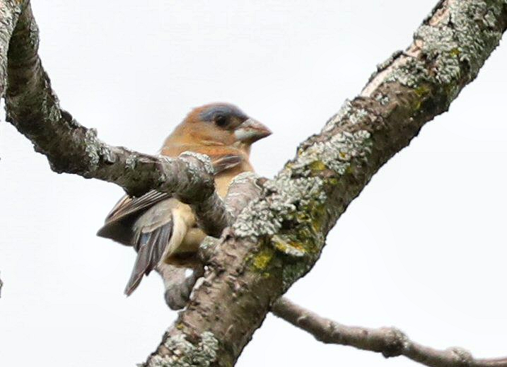 passerine sp. - Grace Green