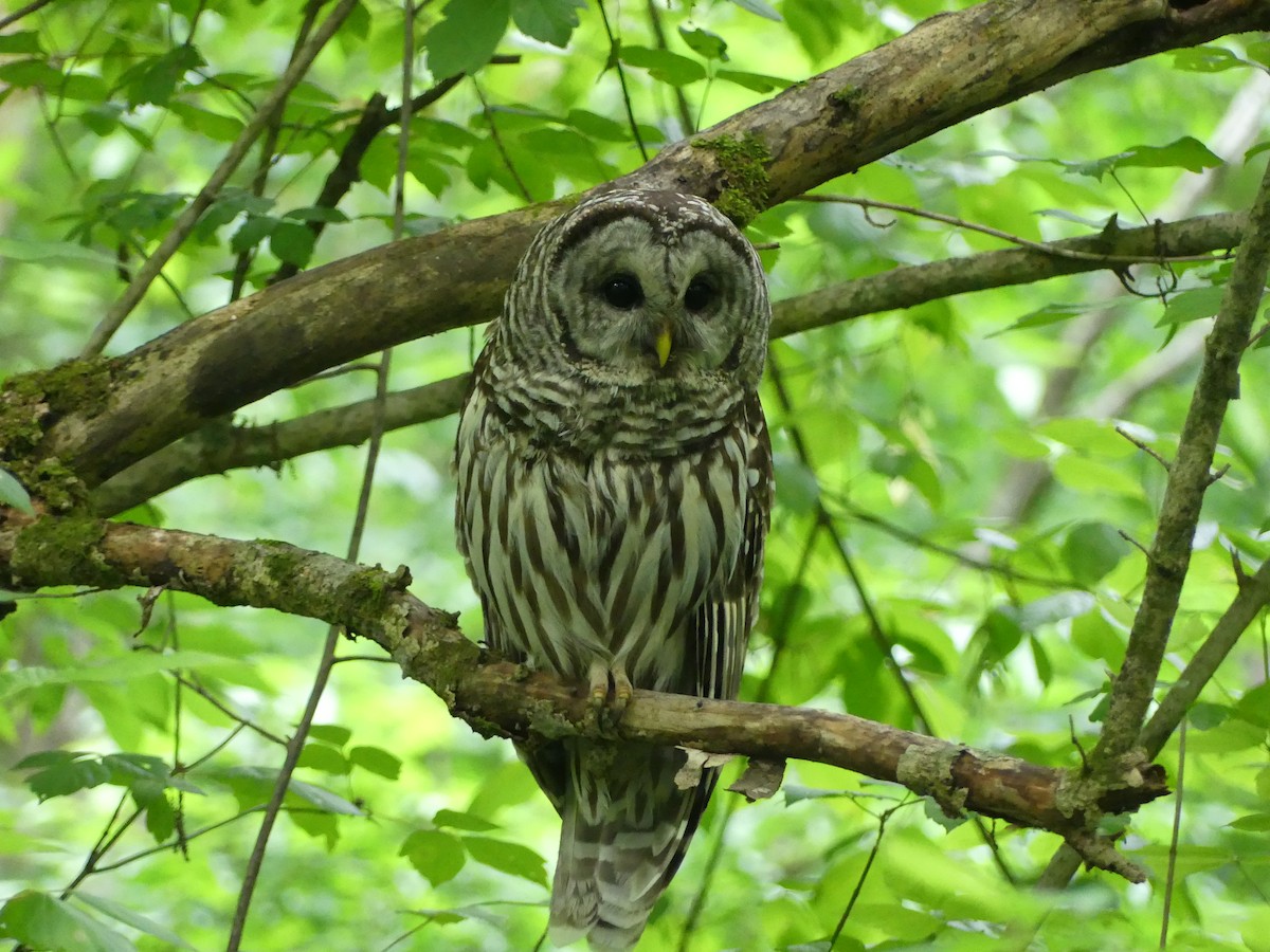 Barred Owl - Harriet Bell