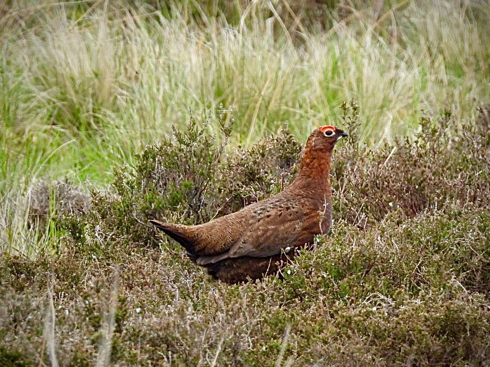 Moorschneehuhn - ML619395606