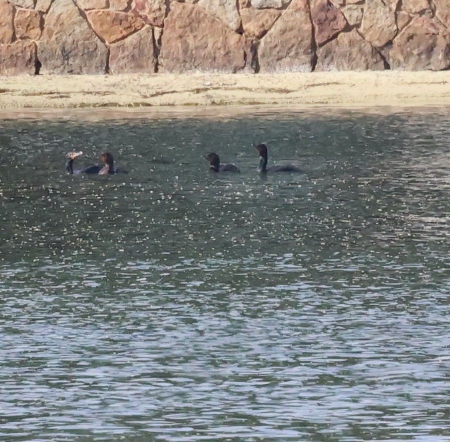 Common Loon - Bob Sicolo