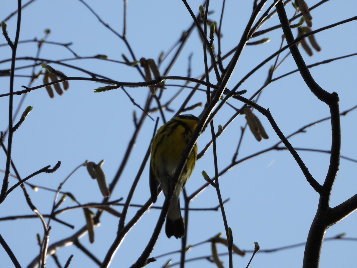 Magnolia Warbler - Denis Provencher COHL