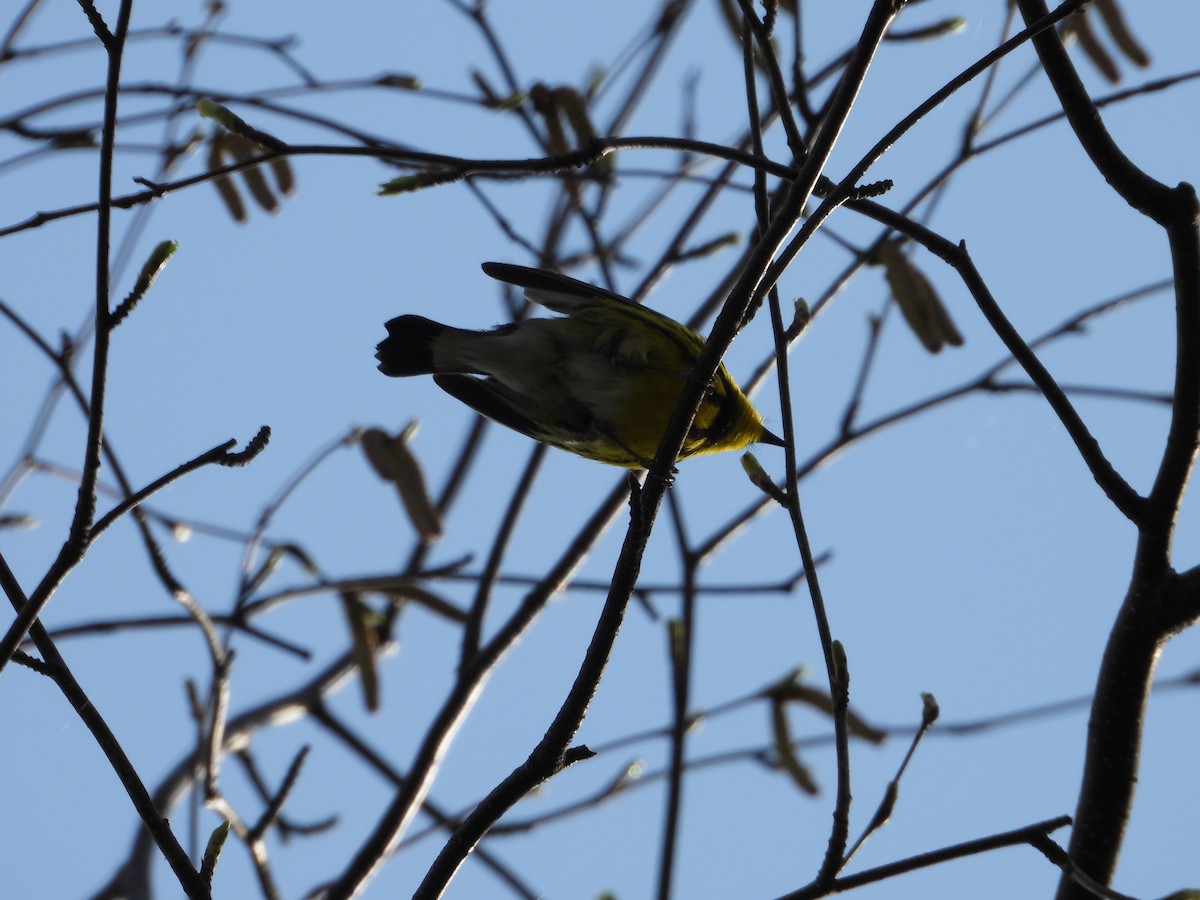 Magnolia Warbler - Denis Provencher COHL