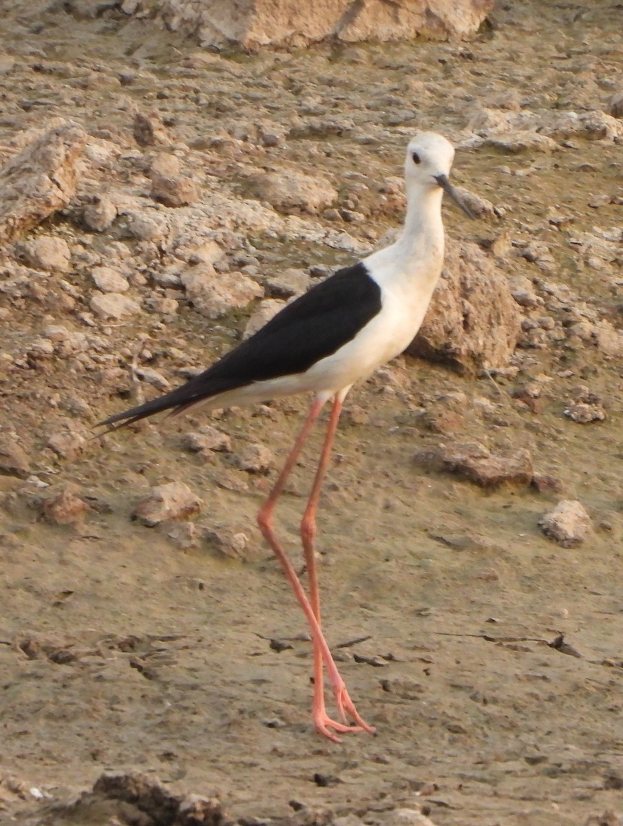 Black-winged Stilt - Prof Chandan Singh Dalawat