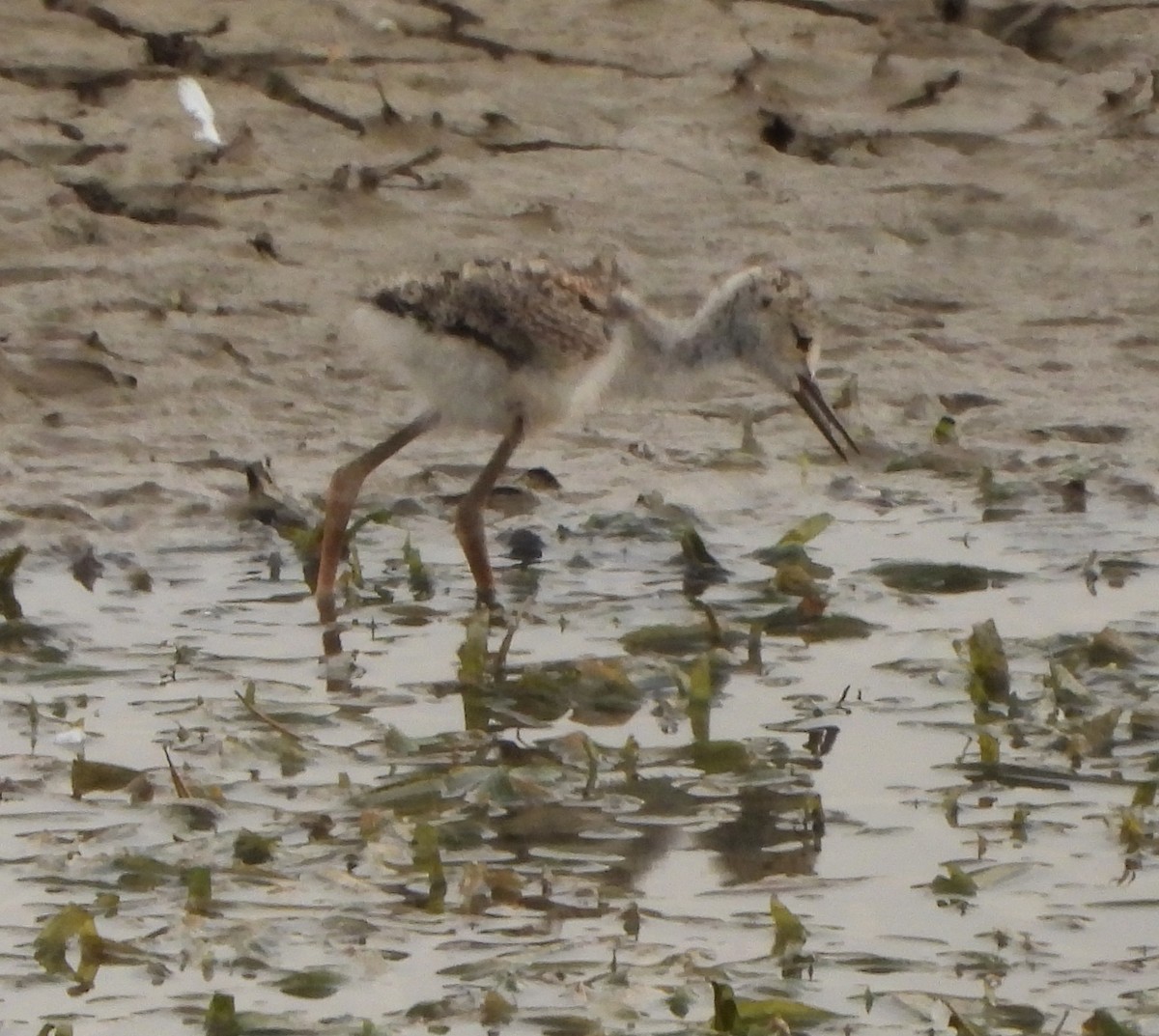 Black-winged Stilt - Prof Chandan Singh Dalawat