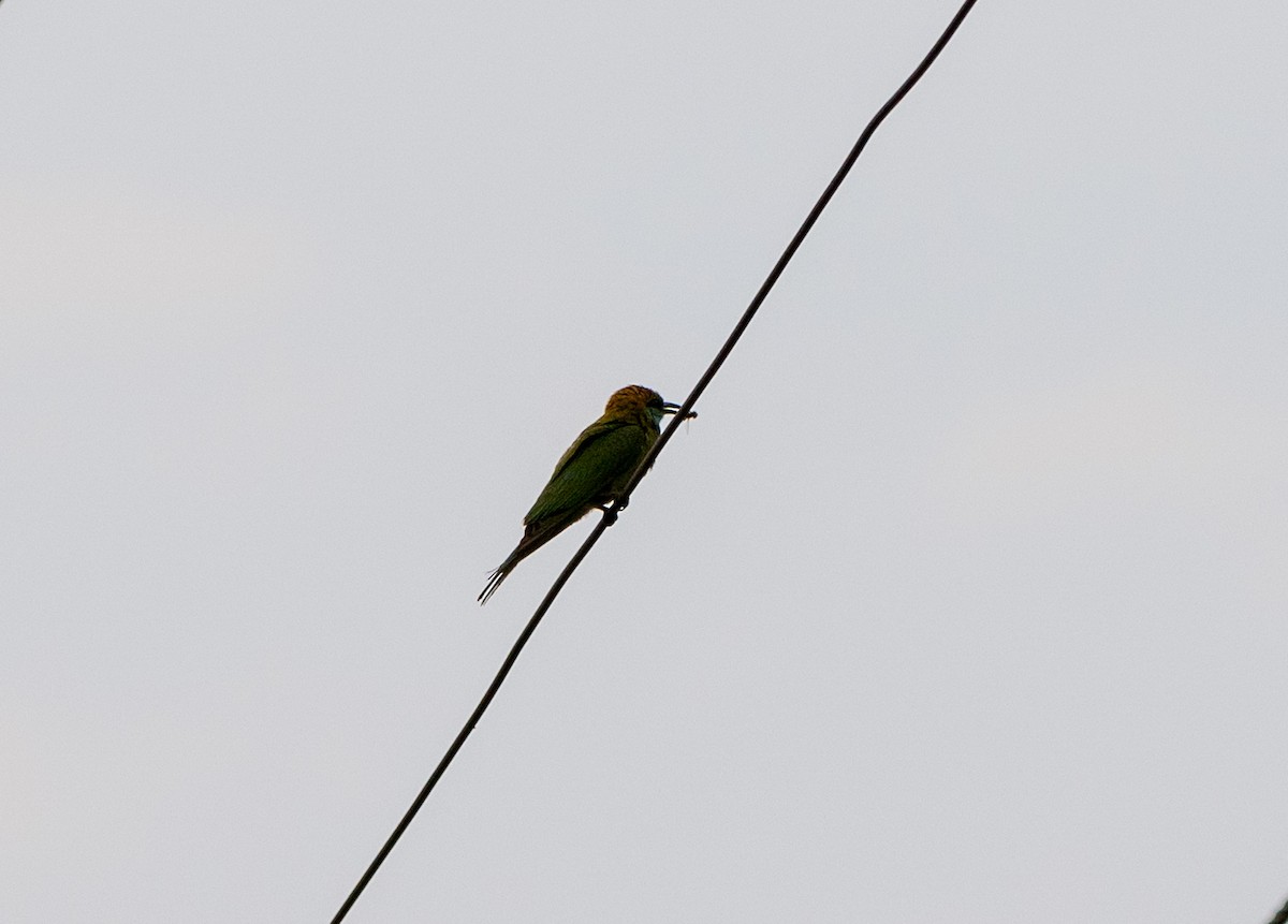 Asian Green Bee-eater - Jagdish Jatiya