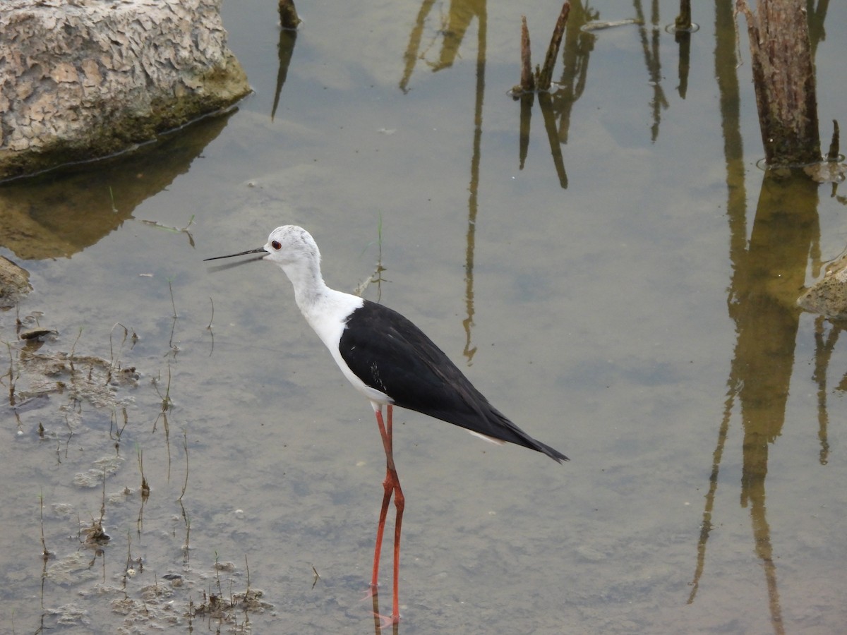 Black-winged Stilt - Prof Chandan Singh Dalawat