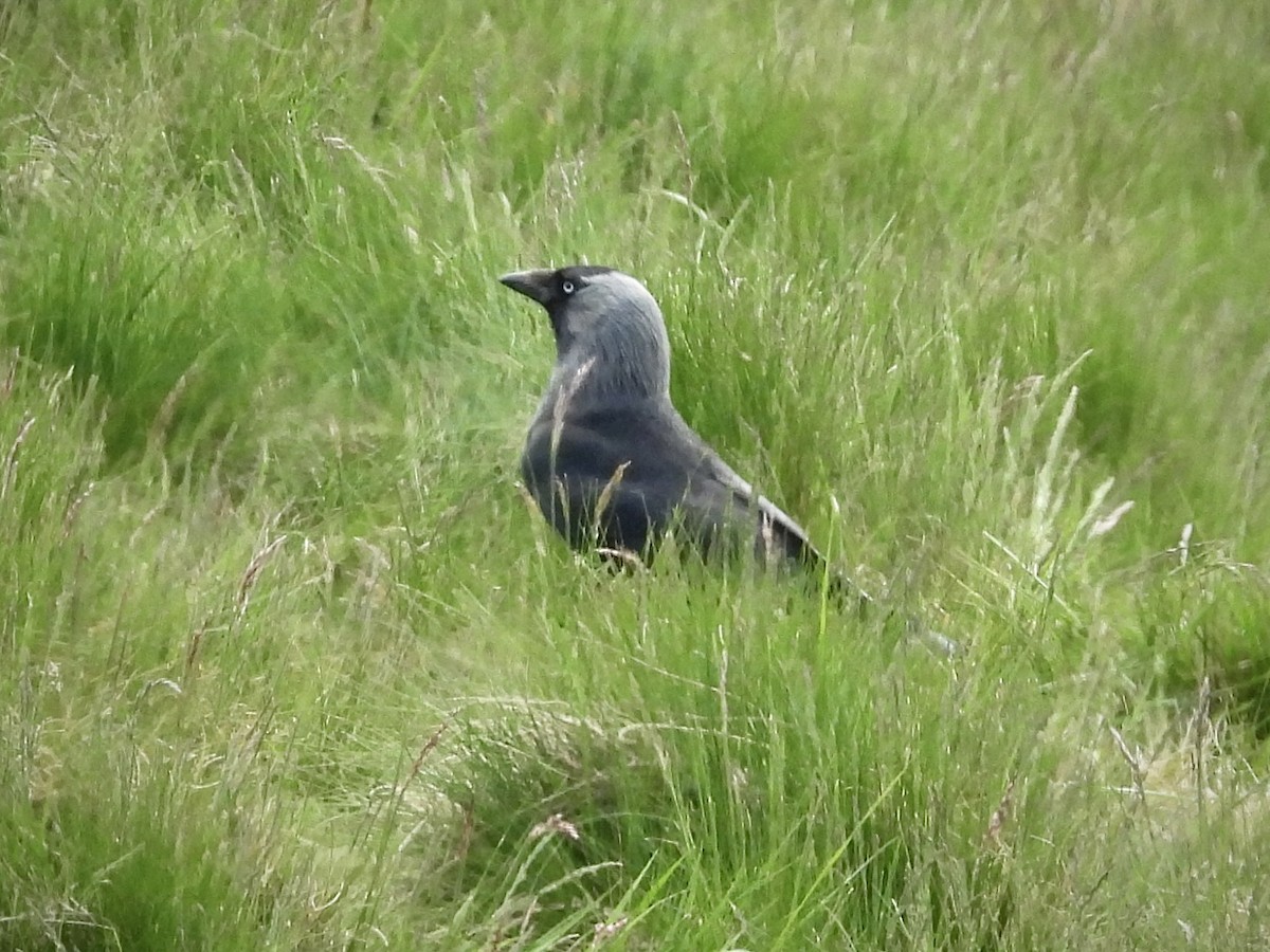 Eurasian Jackdaw - Karen Wielunski