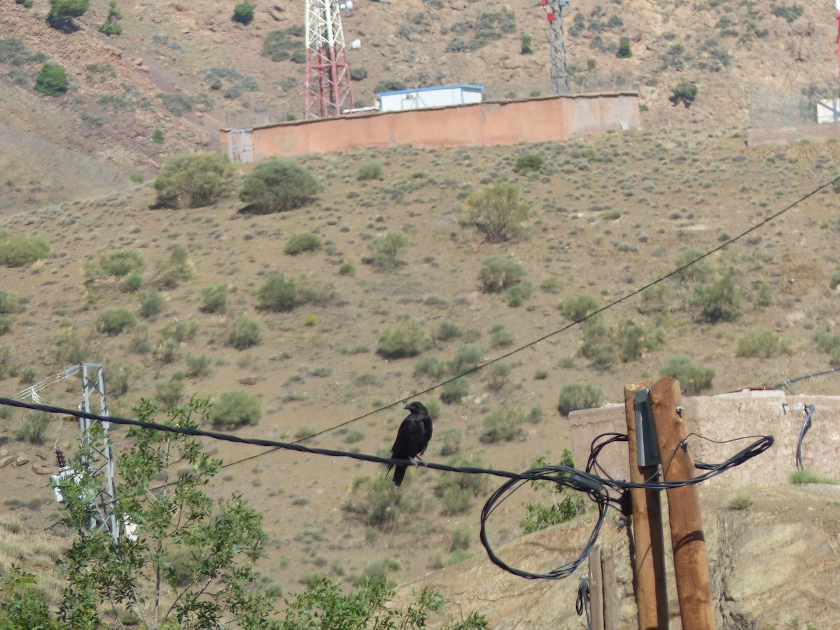 Brown-necked Raven - ML619395626