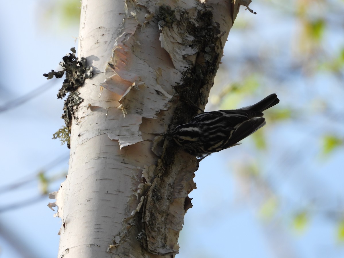 Black-and-white Warbler - Denis Provencher COHL