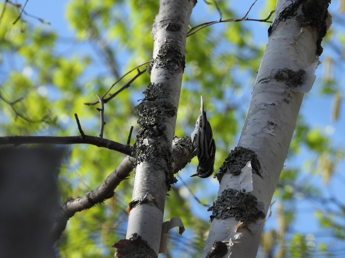 Black-and-white Warbler - Denis Provencher COHL