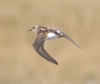 Long-toed Stint - ML619395643