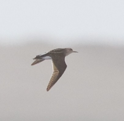 Long-toed Stint - Franklin Haas