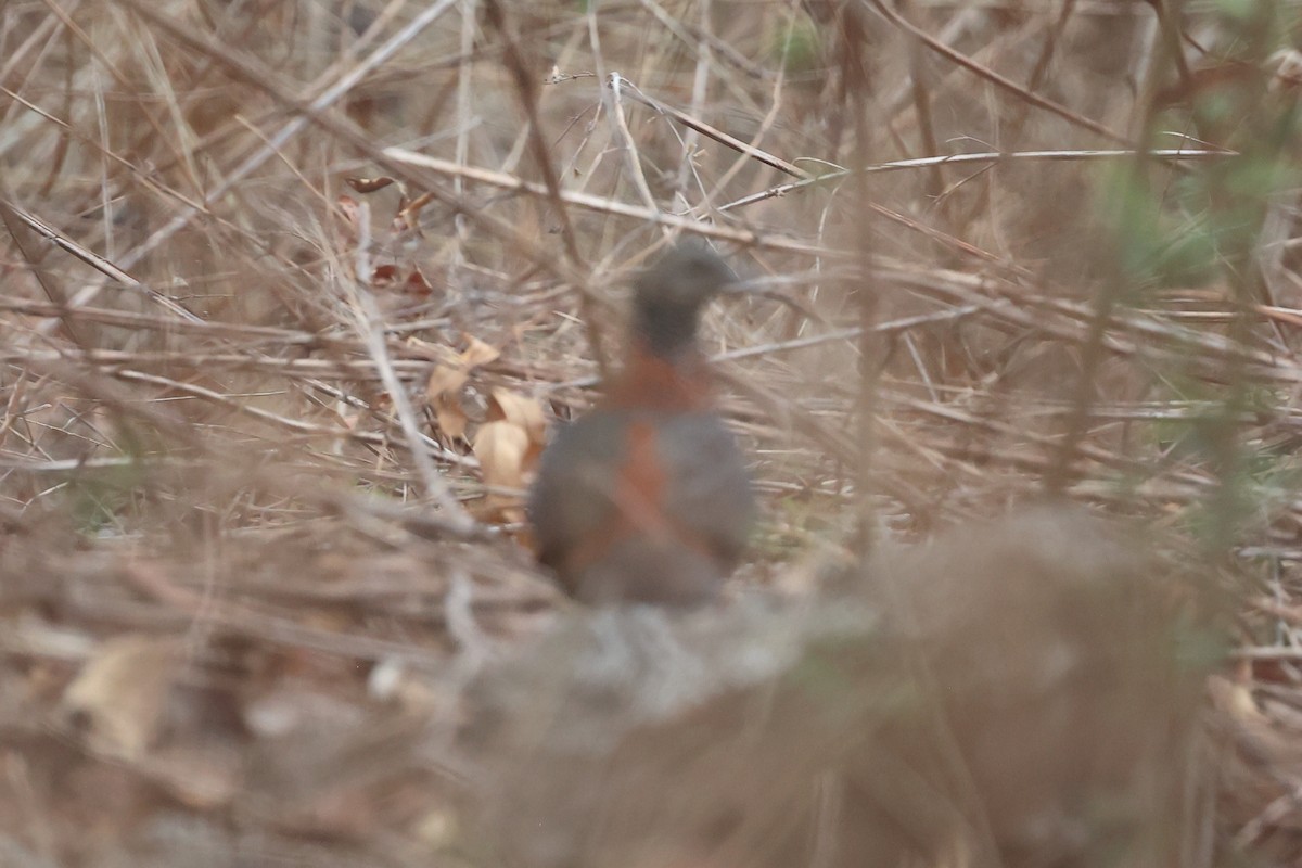 Painted Spurfowl - ML619395650