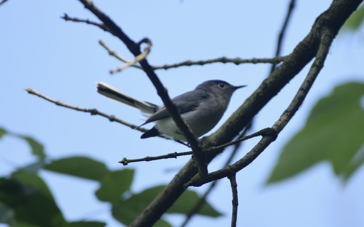 Blue-gray Gnatcatcher - Liam Gilroy