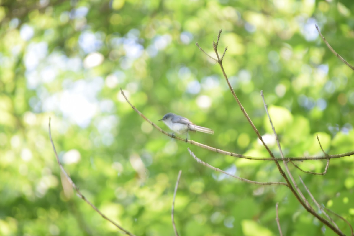 Blue-gray Gnatcatcher - Liam Gilroy