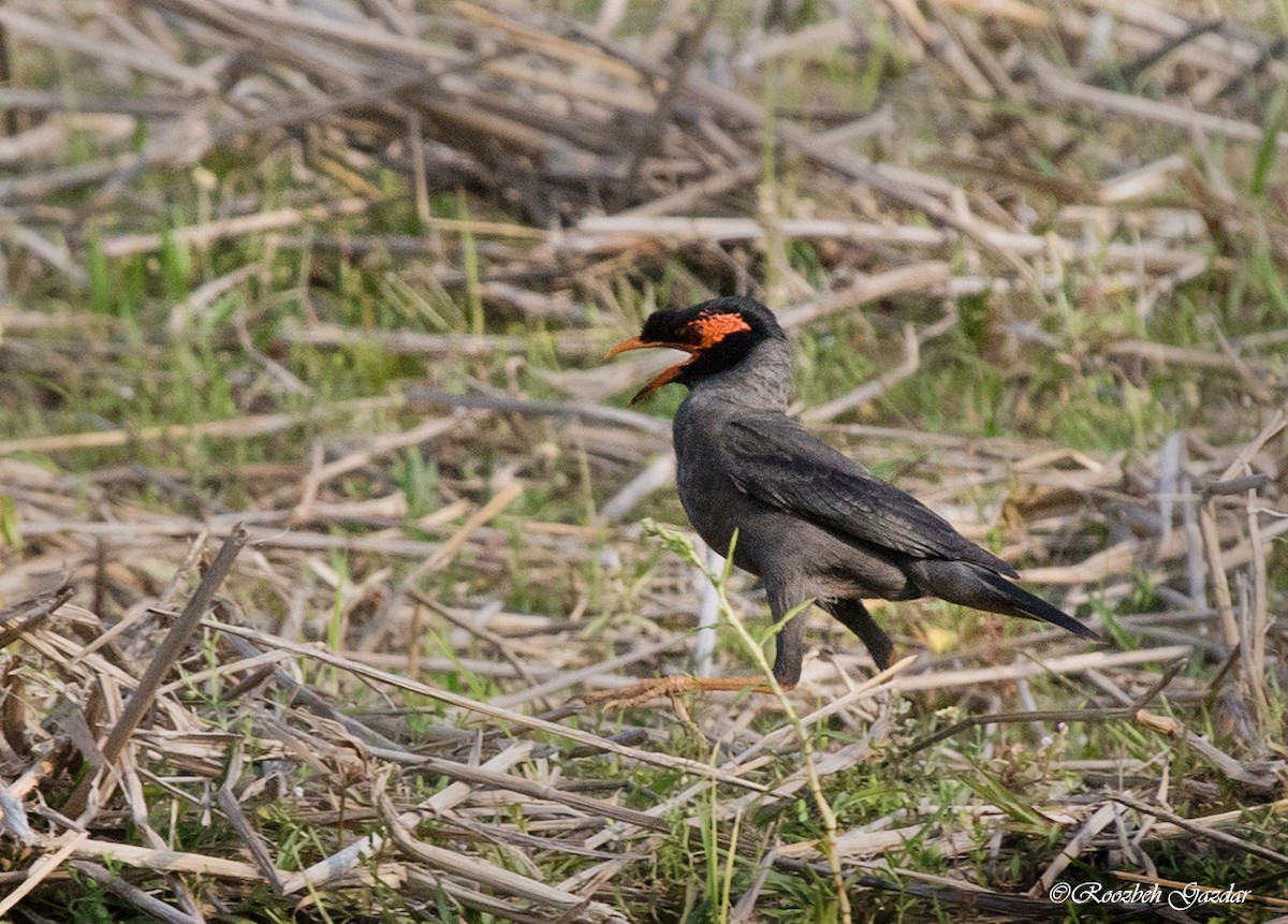 Bank Myna - ML619395664