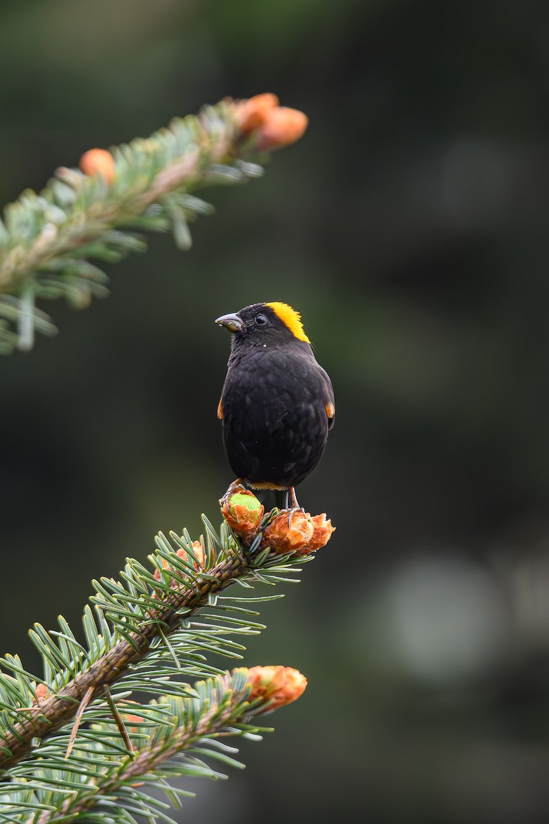 Gold-naped Finch - ML619395679